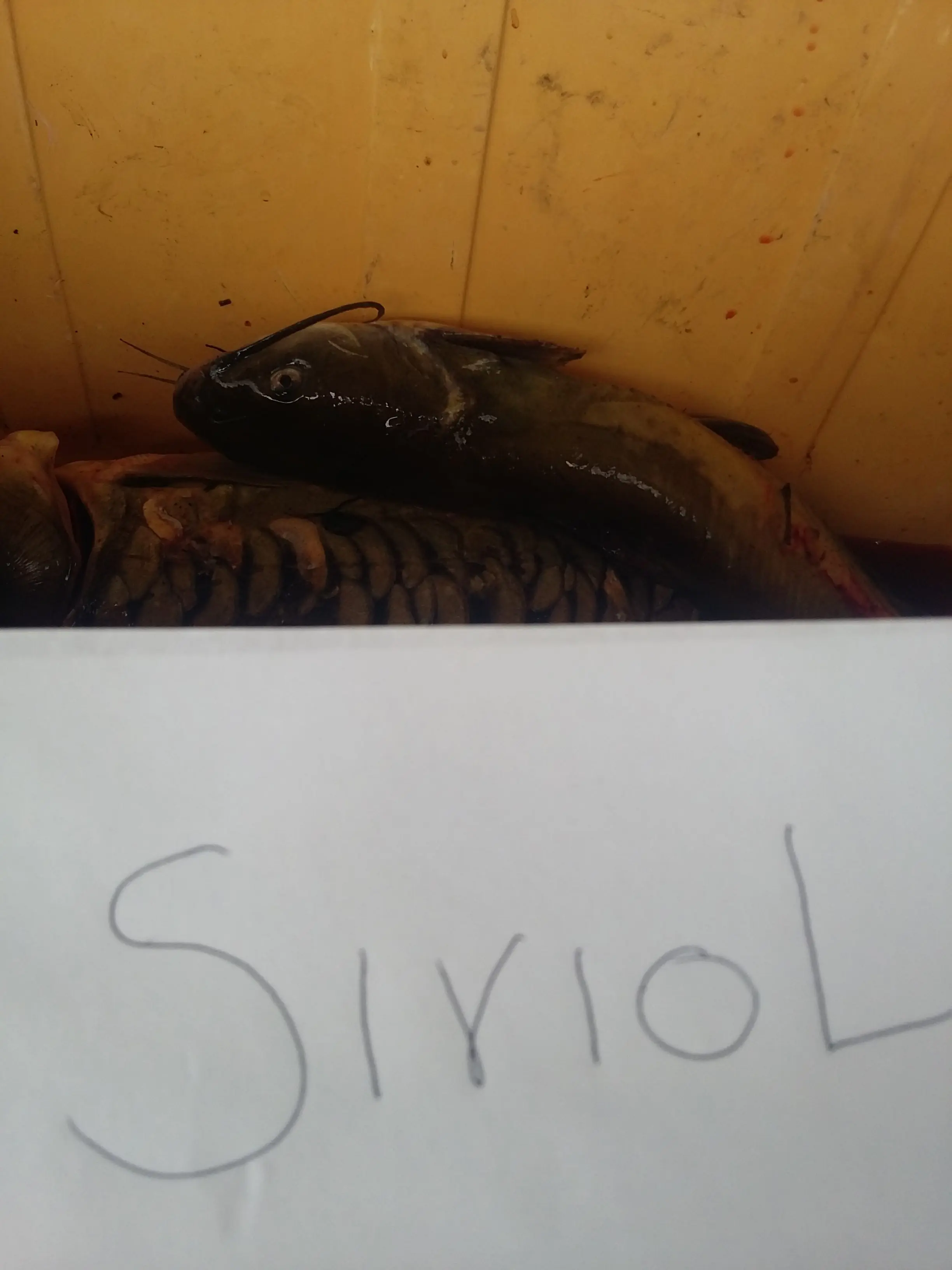 pescado