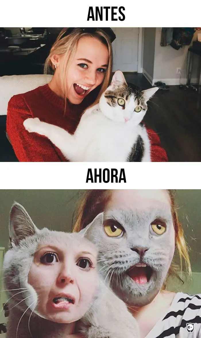 gatos tiernos