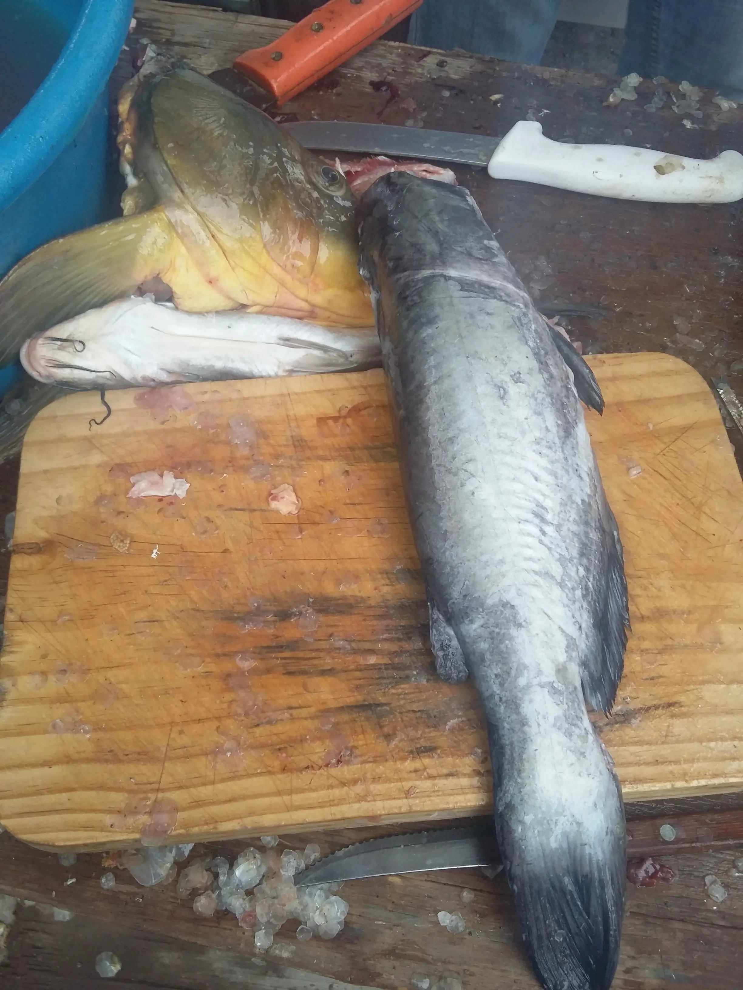 pescado