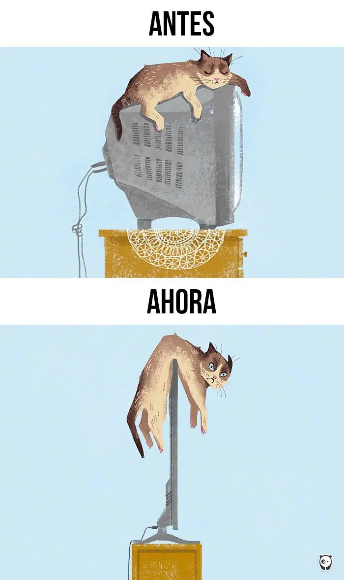 gatos tiernos