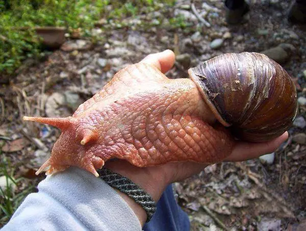 maquinolas