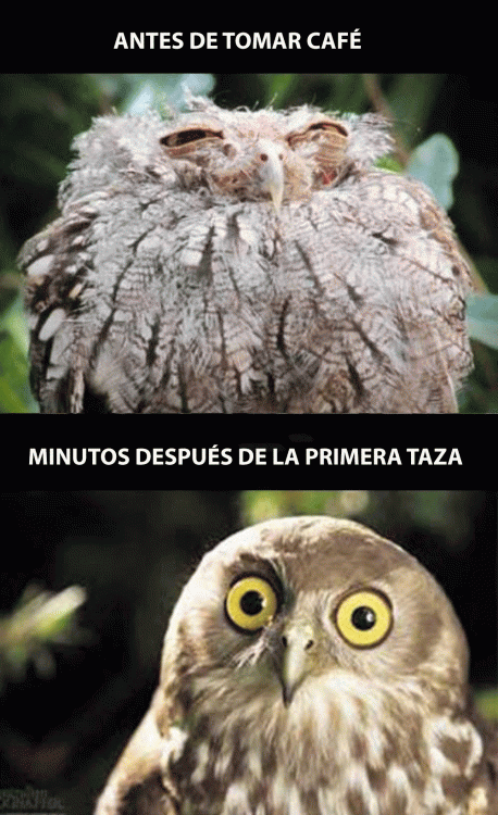 humor humor
