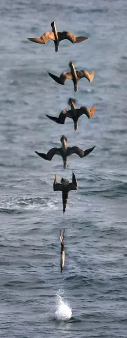 Rapidos