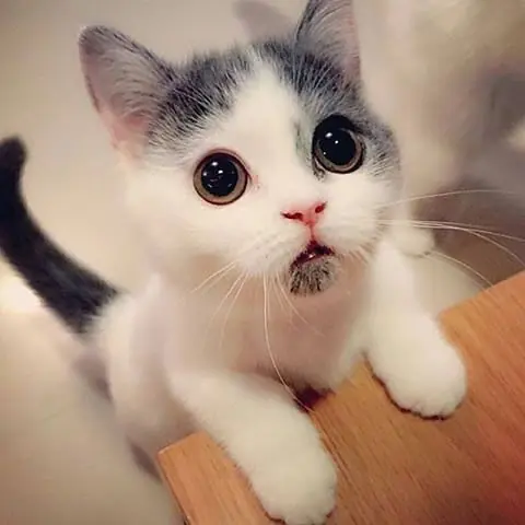 Hola