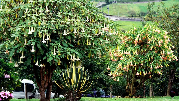 TOP Plantas Tóxicas y Nocivas para el Ser Humano