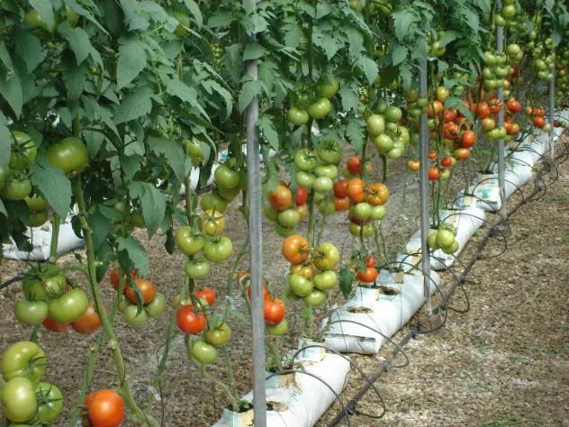 TOP Plantas Tóxicas y Nocivas para el Ser Humano