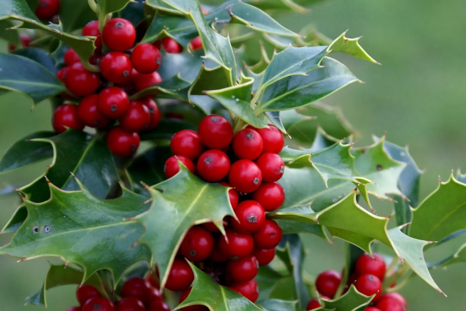 TOP Plantas Tóxicas y Nocivas para el Ser Humano