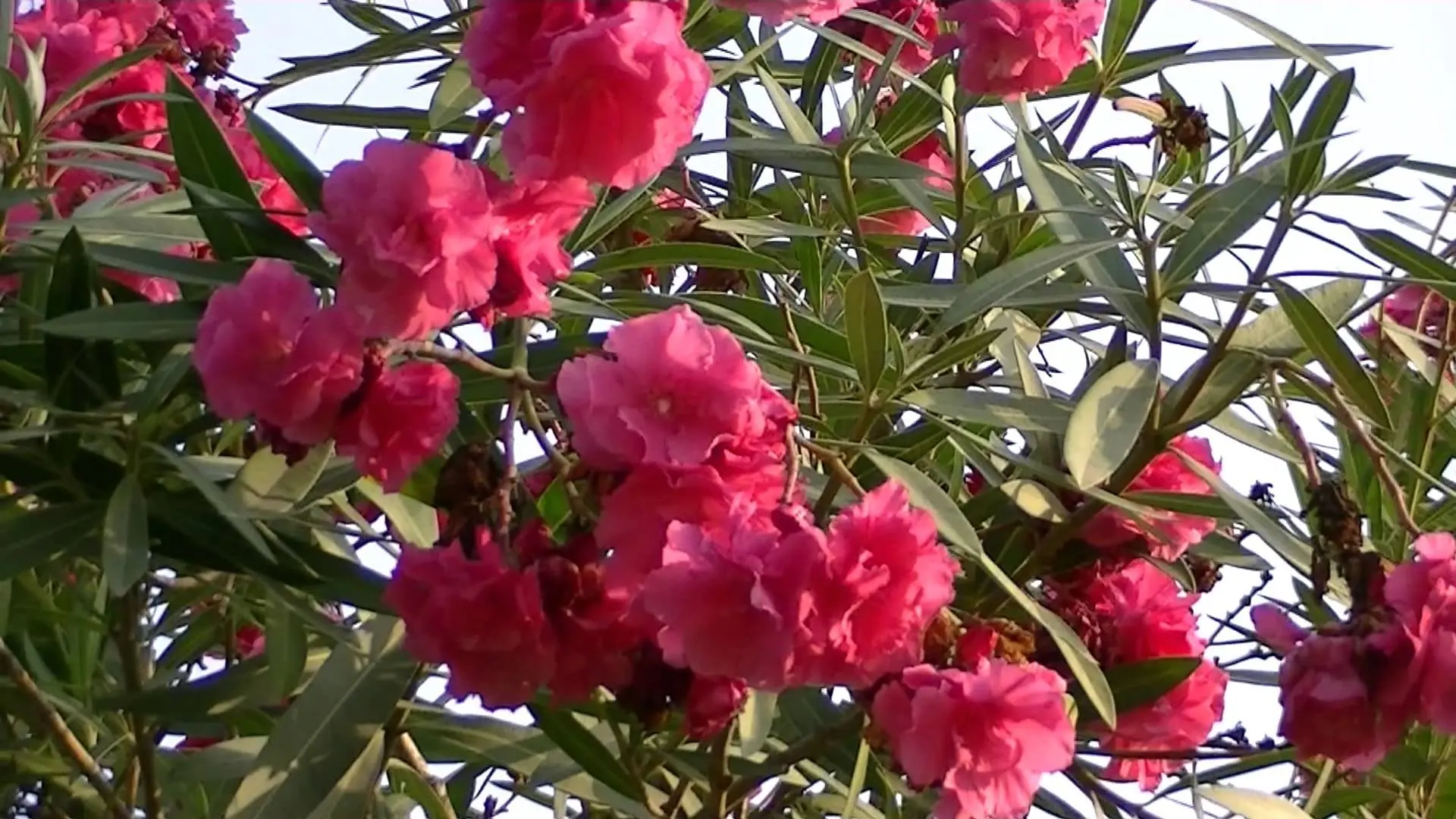 Plantas