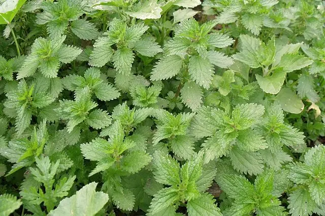 Nocivas
