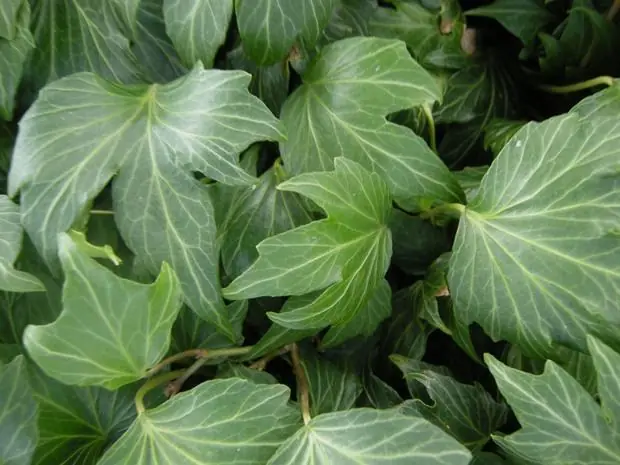 Plantas