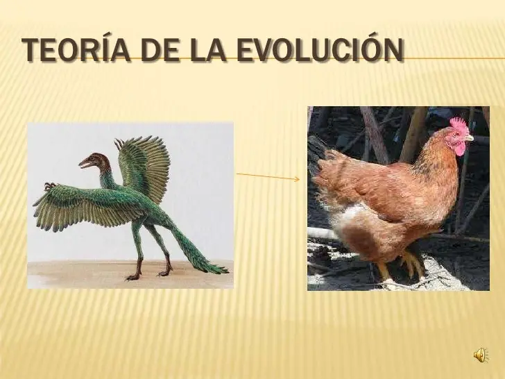 gallina