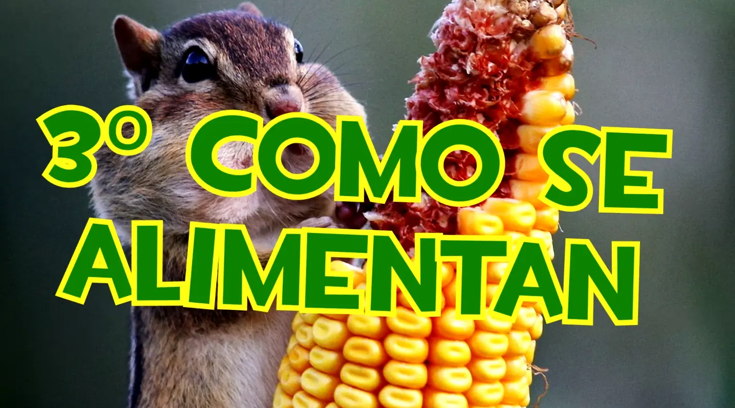 Las 6 curiosidades sobre los homunculos