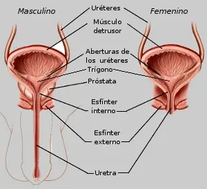 cuerpo humano