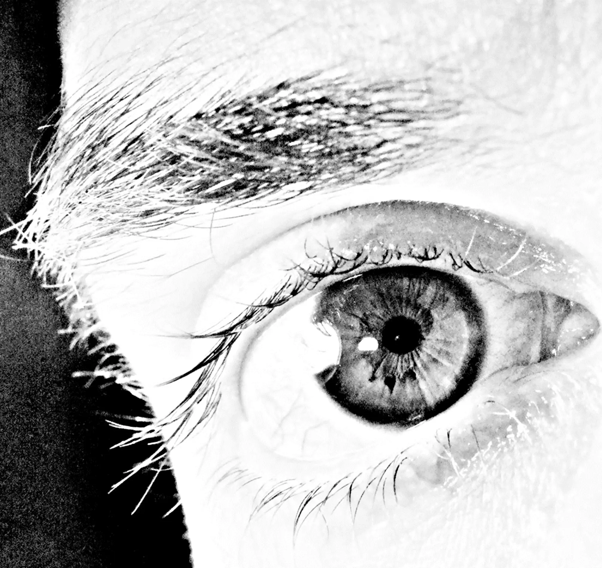 ojo