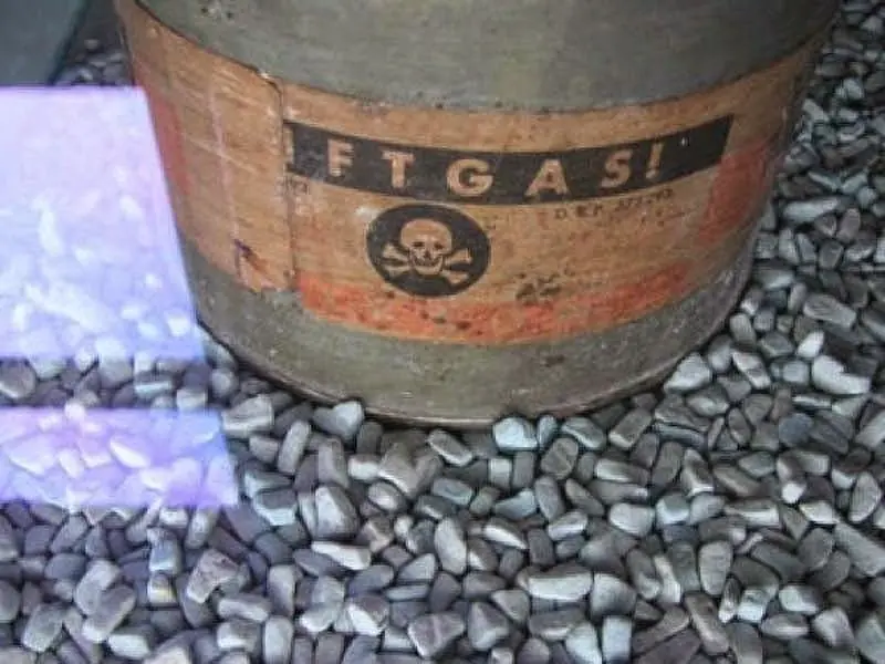 hongos hongos