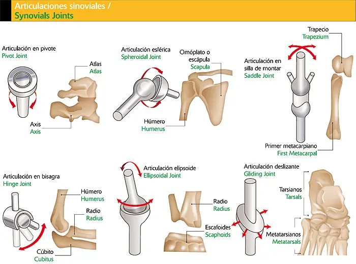 anatomia basica