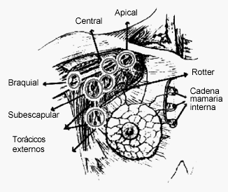Anatomia Humana