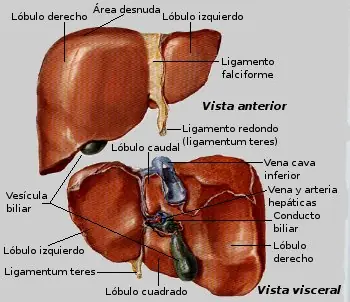 libros de anatomia