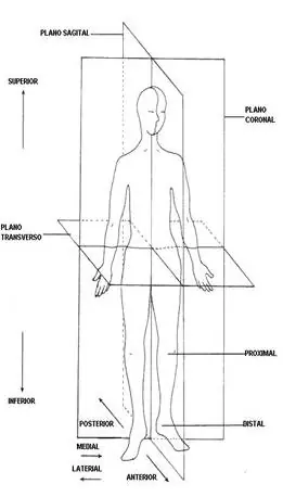 Anatomia Humana