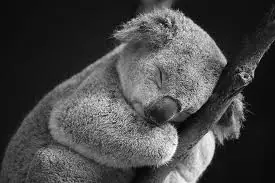 Animales Animales