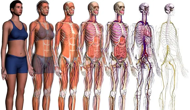 ¿Sos Perfecto? Los mayores defectos del cuerpo humano