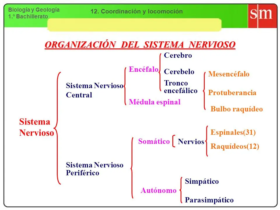 primer ano