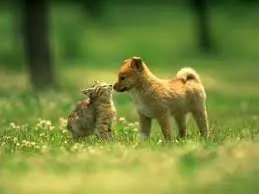Animales Animales