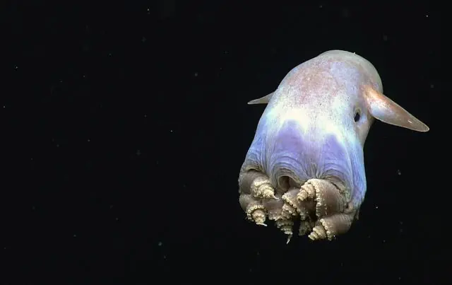 oceano profundo