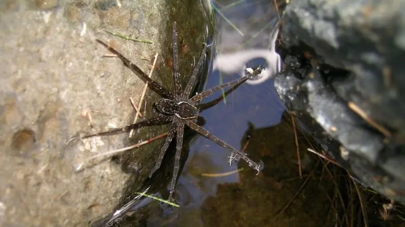 Descubren una nueva especie de araña en Australia que ....