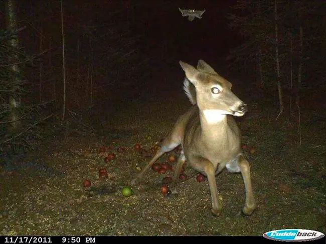 fotos fantasmas