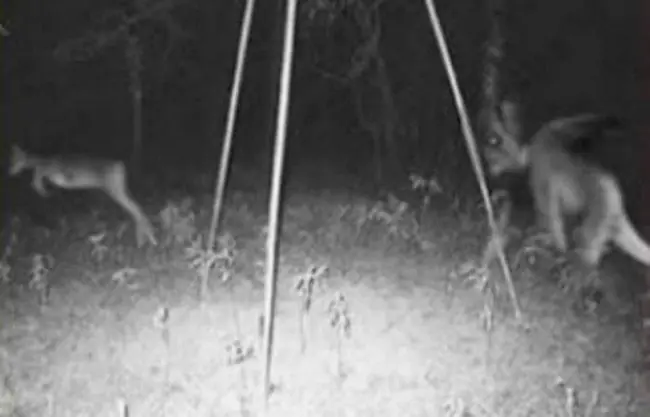 Lo que 14 cazadores capturaron con sus cámaras