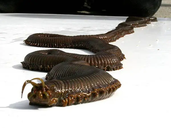 comida basura