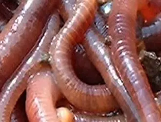 mala comida