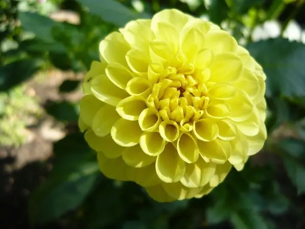 dalia dalia