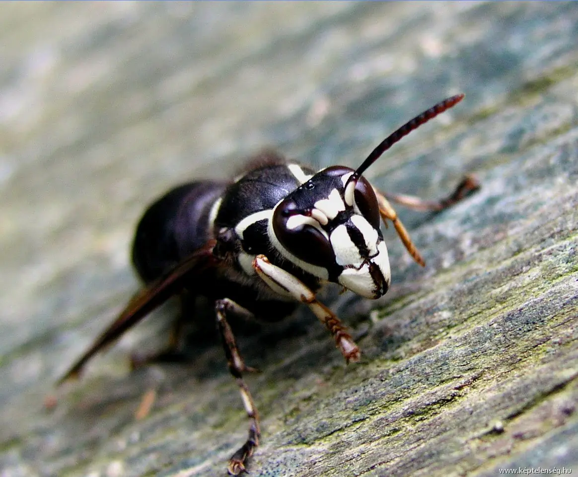 himenopteros