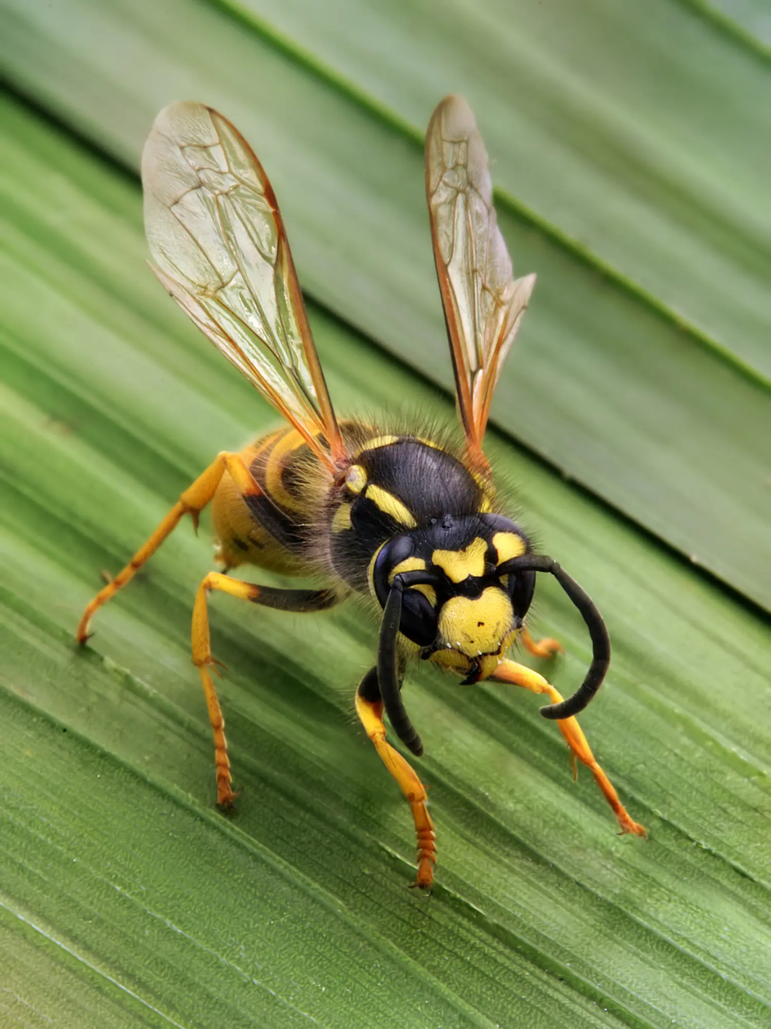 entomologia