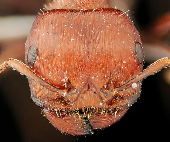hormiga bala
