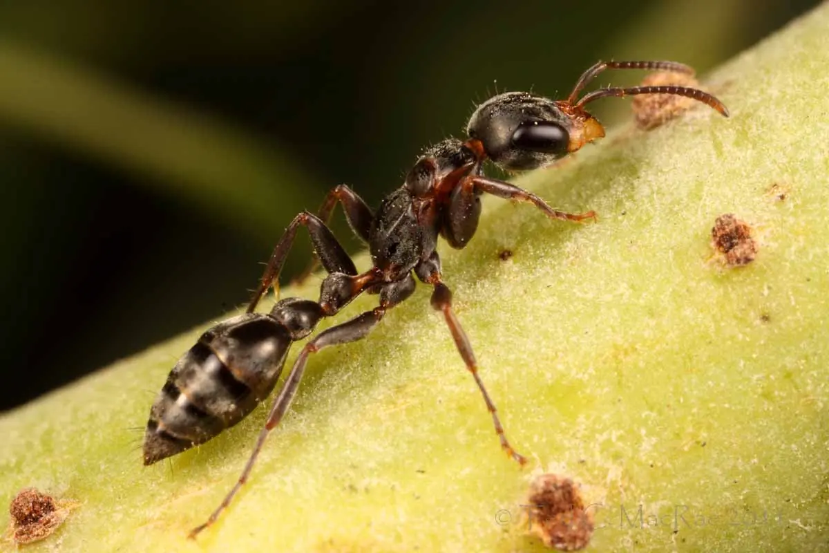 picaduras de insectos