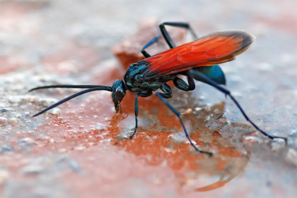 pogonomyrmex barbatus