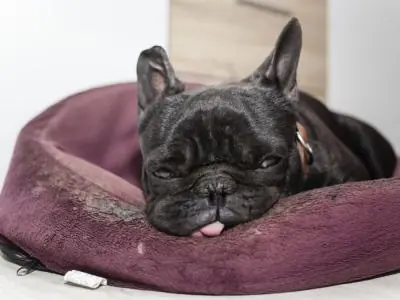 Cuánto sabes sobre los sueños ?