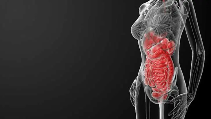 anatomia