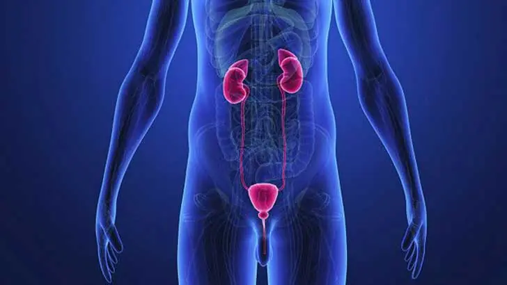 partes del cuerpo