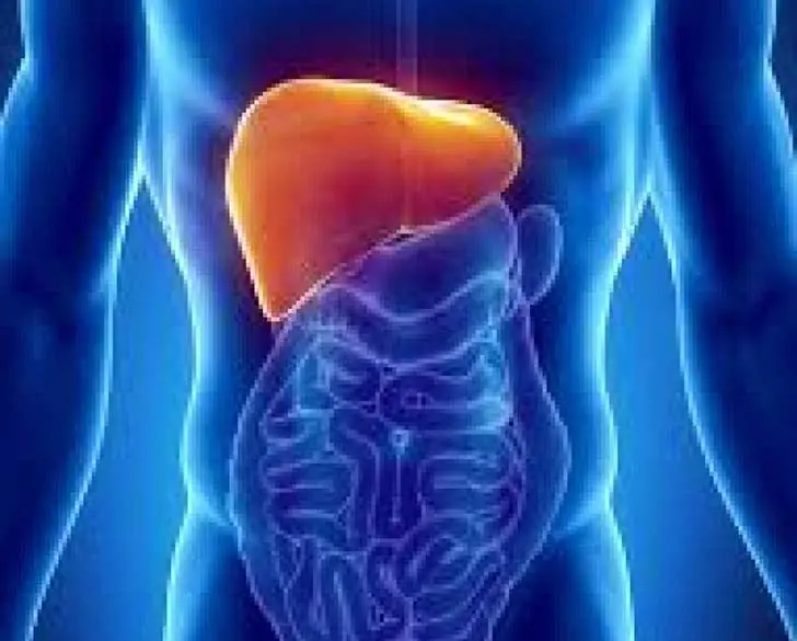 14 órganos y partes del cuerpo que no necesitas para vivir.