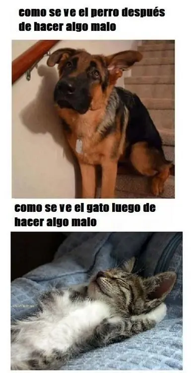 nocturno