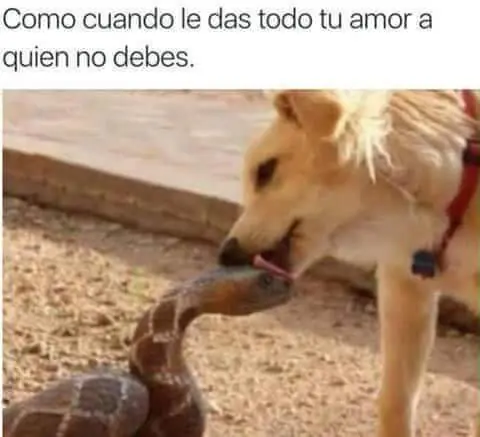 taringuero promedio virgen nivel 5