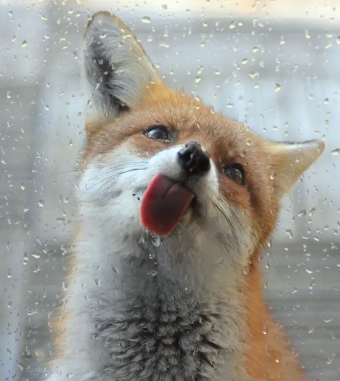 Animales Graciosos