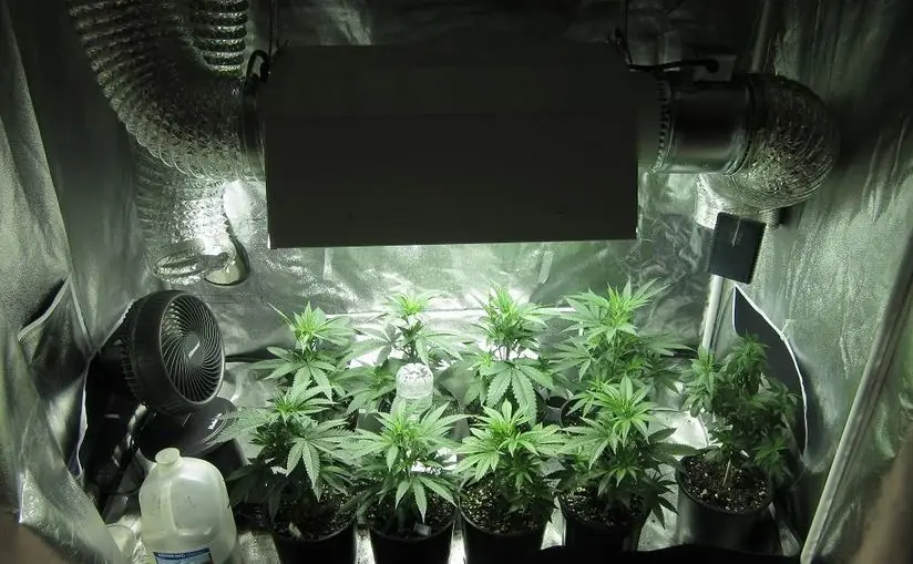 cannabis