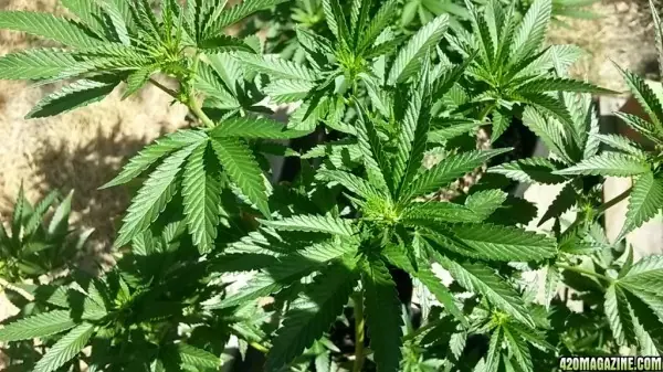 autocultivo