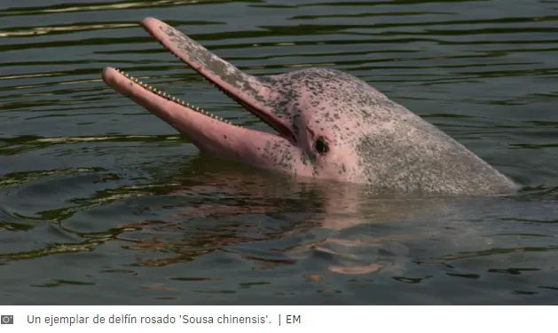 delfines delfines