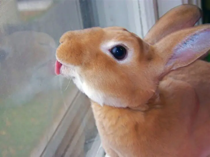Animales Graciosos